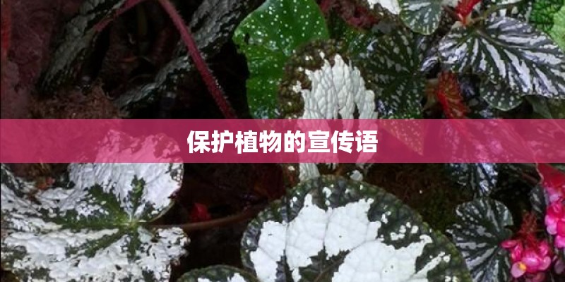 保护植物的宣传语