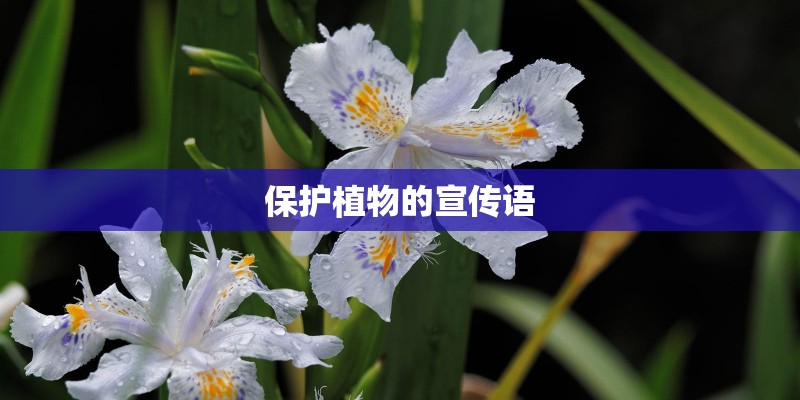 保护植物的宣传语