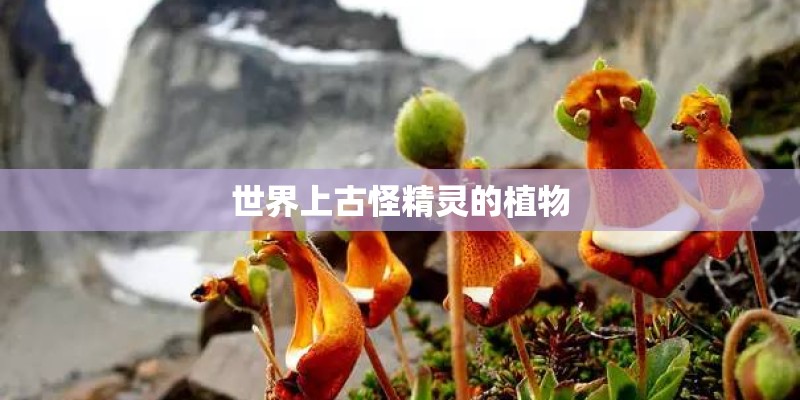 世界上古怪精灵的植物