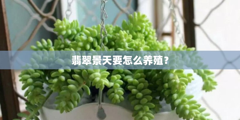 翡翠景天要怎么养殖？
