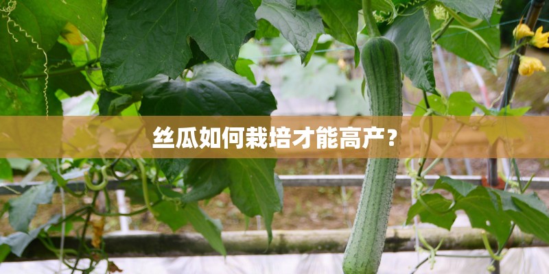 丝瓜如何栽培才能高产？
