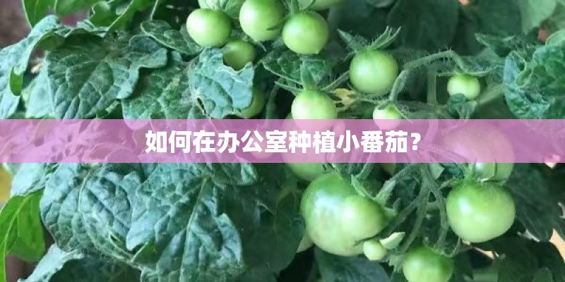 夜光草是什么草