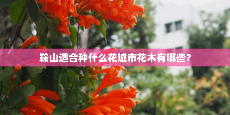 鞍山适合种什么花城市花木有哪些？