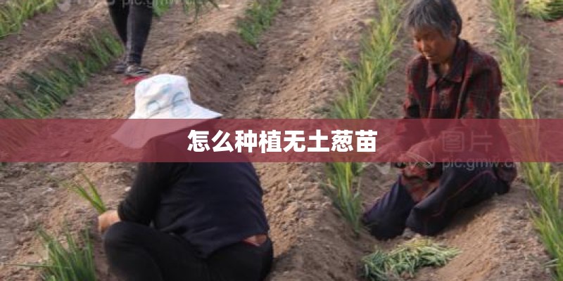 怎么种植无土葱苗