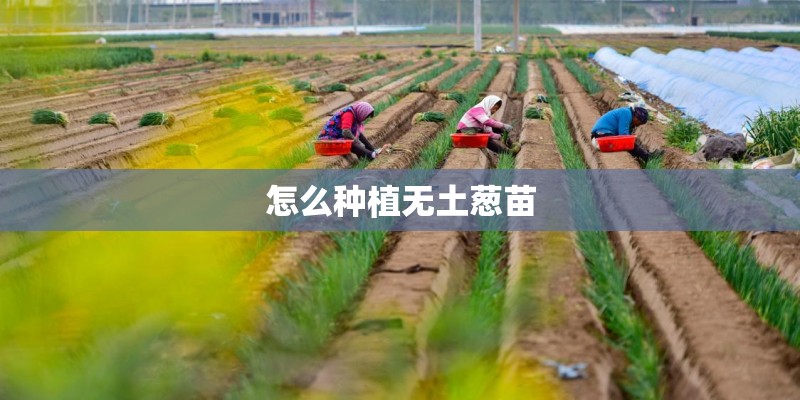 怎么种植无土葱苗