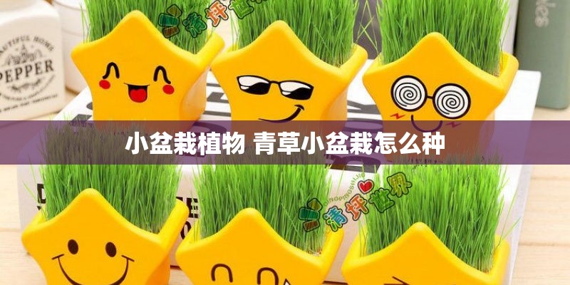 小盆栽植物 青草小盆栽怎么种