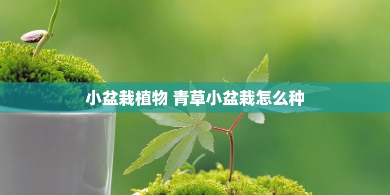 小盆栽植物 青草小盆栽怎么种