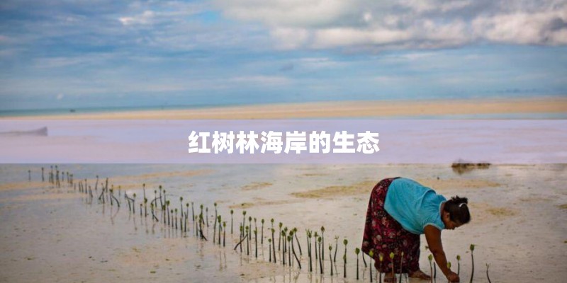 红树林海岸的生态