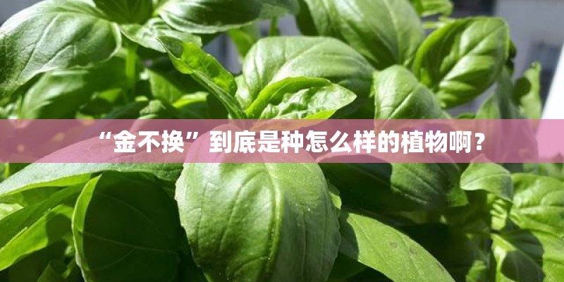 “金不换”到底是种怎么样的植物啊？