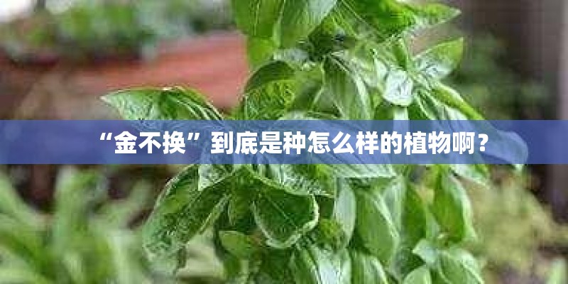 “金不换”到底是种怎么样的植物啊？