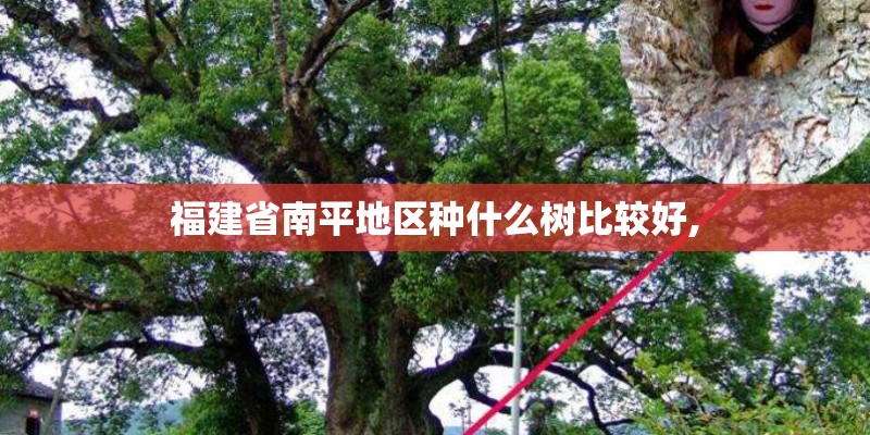 福建省南平地区种什么树比较好,