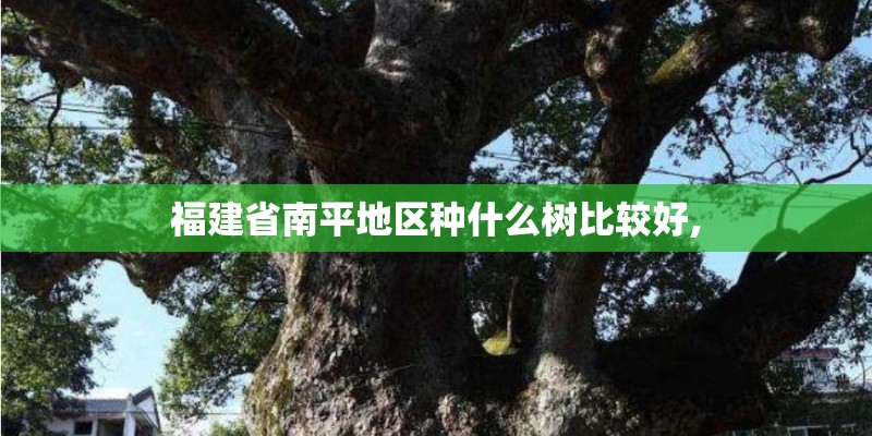 福建省南平地区种什么树比较好,