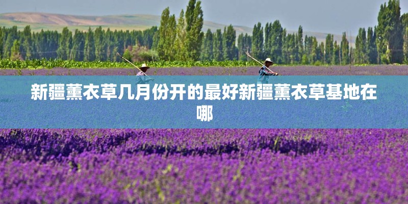新疆薰衣草几月份开的最好新疆薰衣草基地在哪
