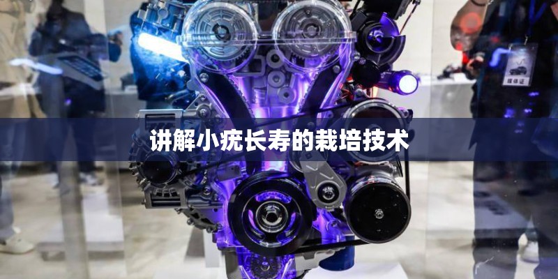 讲解小疣长寿的栽培技术