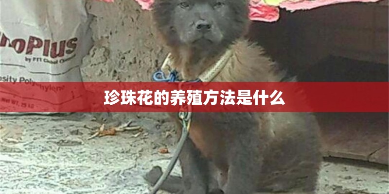 珍珠花的养殖方法是什么 珍珠花的养殖方法是什么