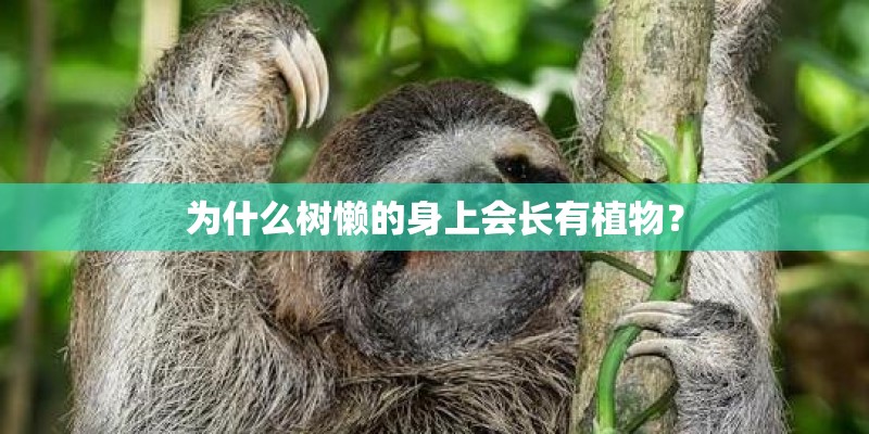 为什么树懒的身上会长有植物？