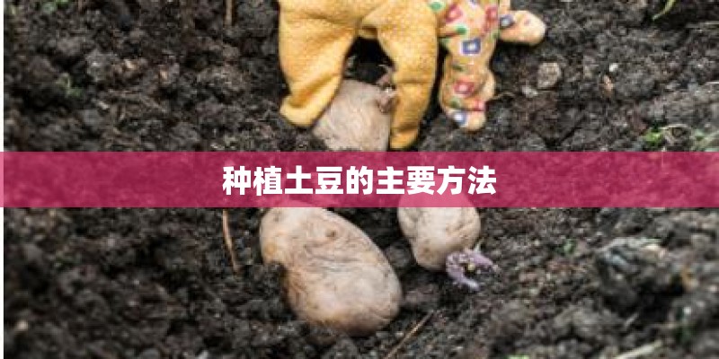 种植土豆的主要方法