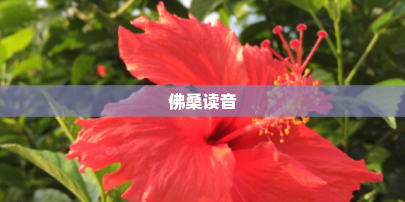 佛桑读音