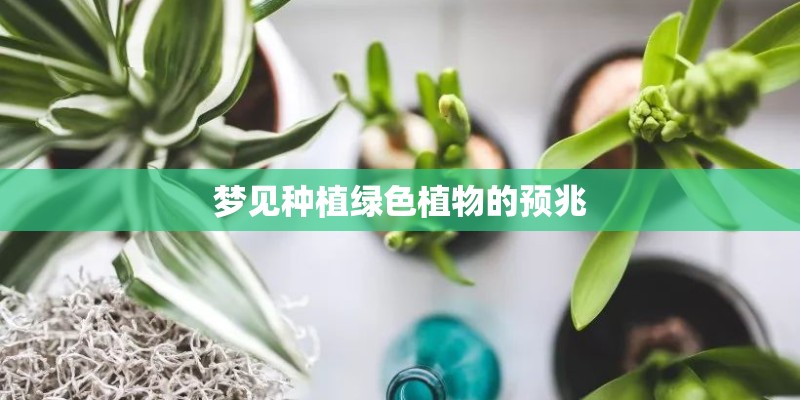 梦见种植绿色植物的预兆