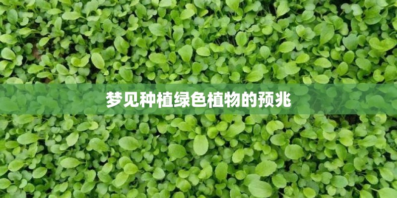 梦见种植绿色植物的预兆