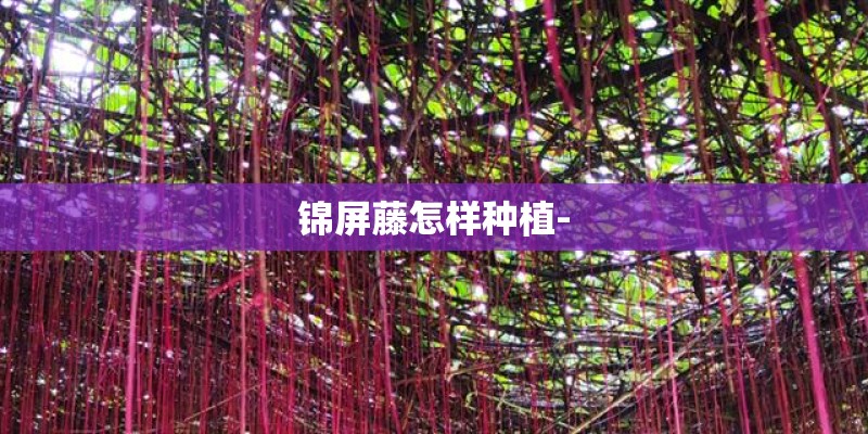 锦屏藤怎样种植-