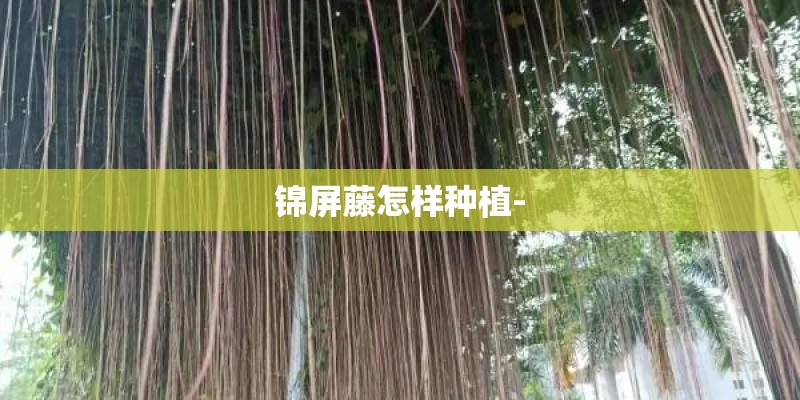 锦屏藤怎样种植-
