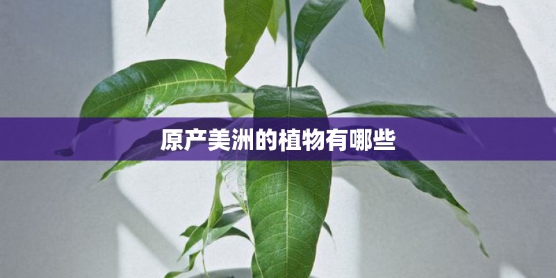 原产美洲的植物有哪些