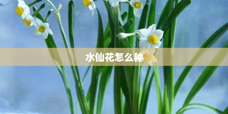 水仙花怎么种