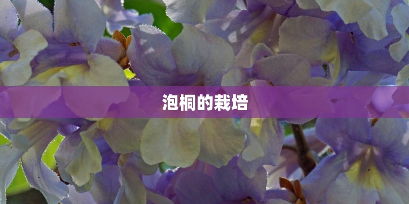 泡桐的栽培