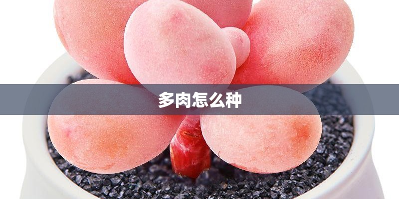 多肉怎么种