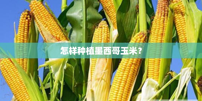 怎样种植墨西哥玉米？