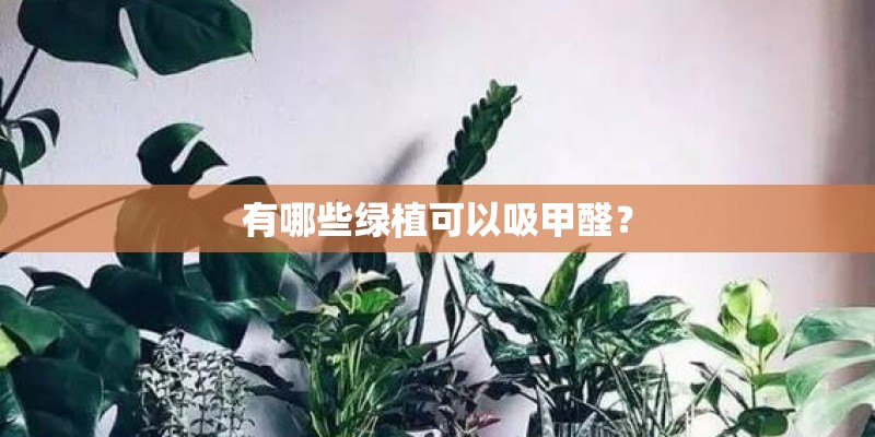 有哪些绿植可以吸甲醛？