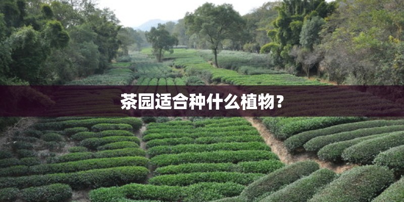 茶园适合种什么植物？