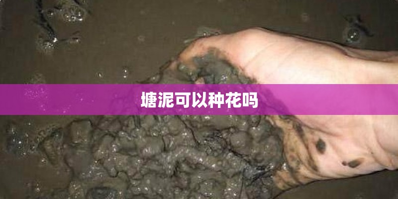 塘泥可以种花吗