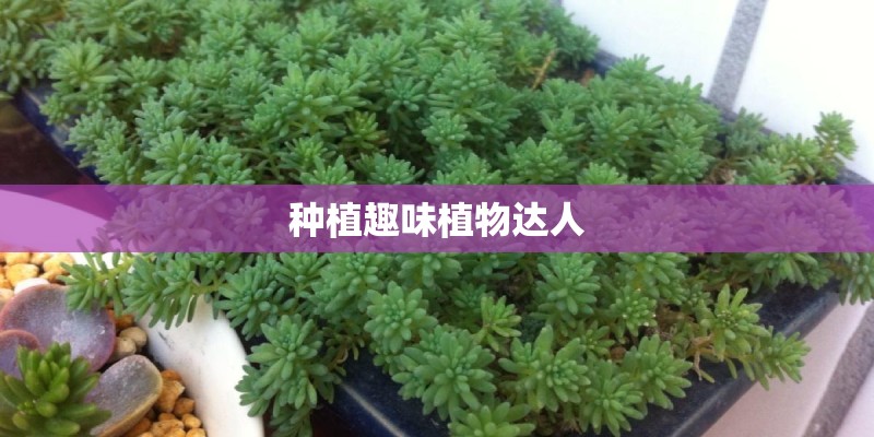 种植趣味植物达人