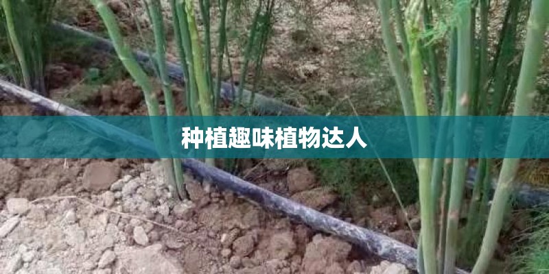 种植趣味植物达人
