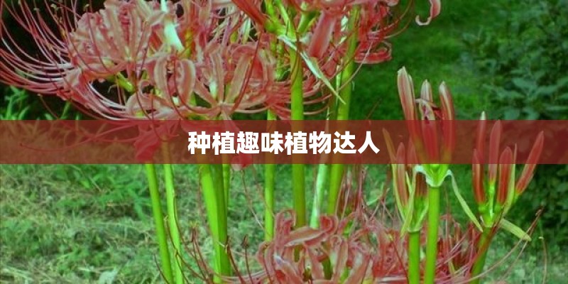 种植趣味植物达人