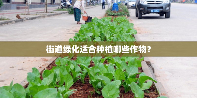 街道绿化适合种植哪些作物？