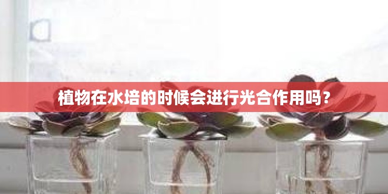植物在水培的时候会进行光合作用吗？
