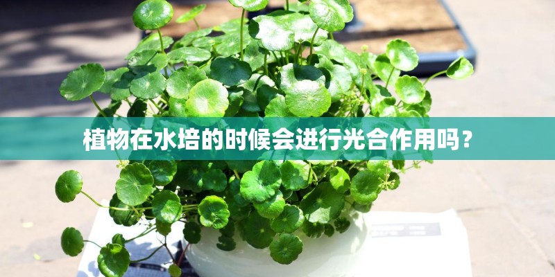 植物在水培的时候会进行光合作用吗？