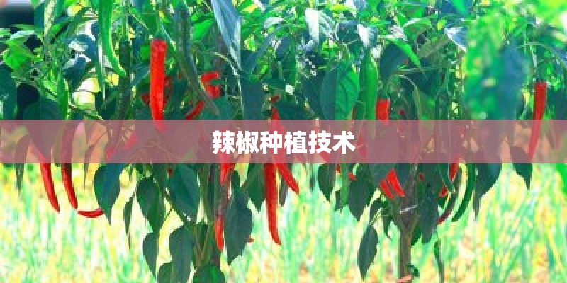 辣椒种植技术