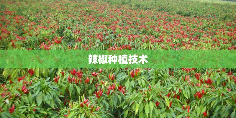 辣椒种植技术