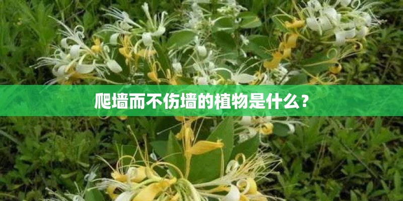 爬墙而不伤墙的植物是什么？