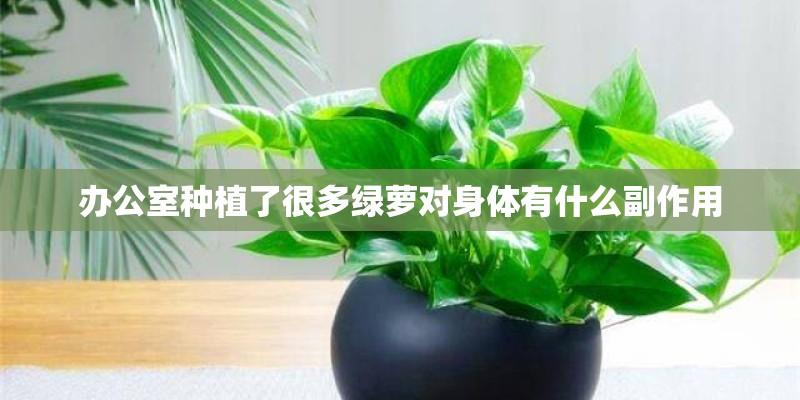 办公室种植了很多绿萝对身体有什么副作用