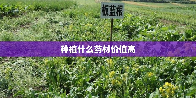 种植什么药材价值高
