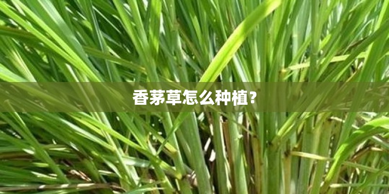 香茅草怎么种植？