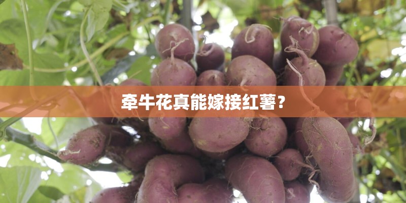 牵牛花真能嫁接红薯？