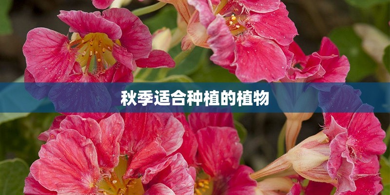 秋季适合种植的植物