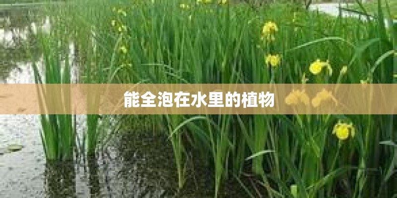 能全泡在水里的植物