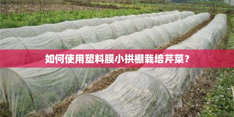 如何使用塑料膜小拱棚栽培芹菜？